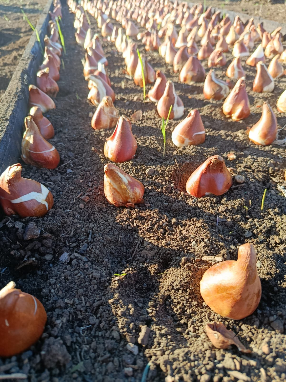 Bulbos de tulipán plantados en hileras sobre la tierra