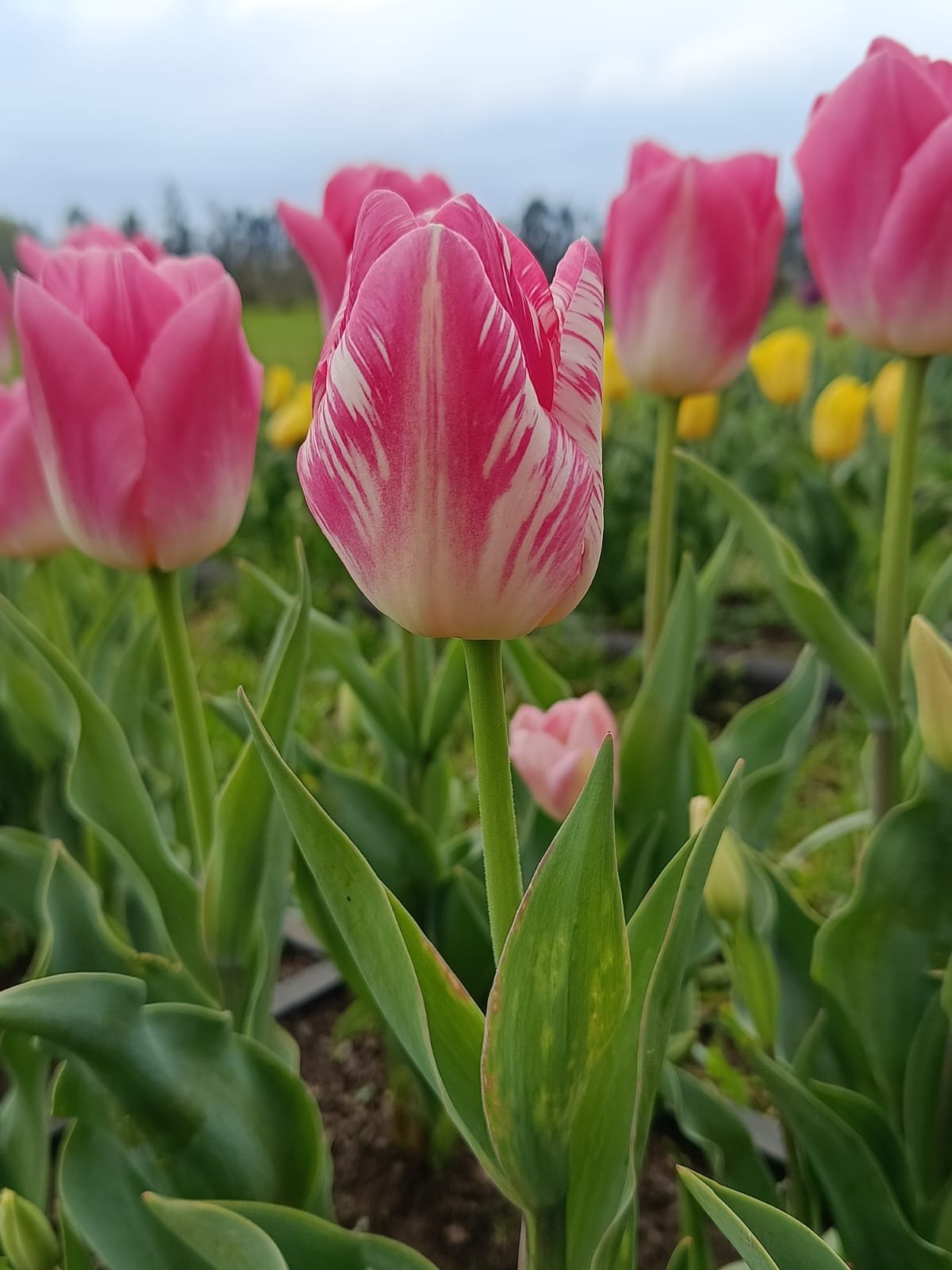 Tulipán rosado rayado con vetas blancas en primer plano