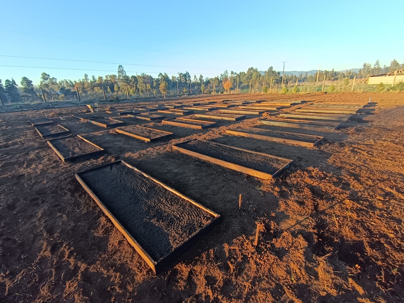 El campo preparado con camas de madera en La Araucanía