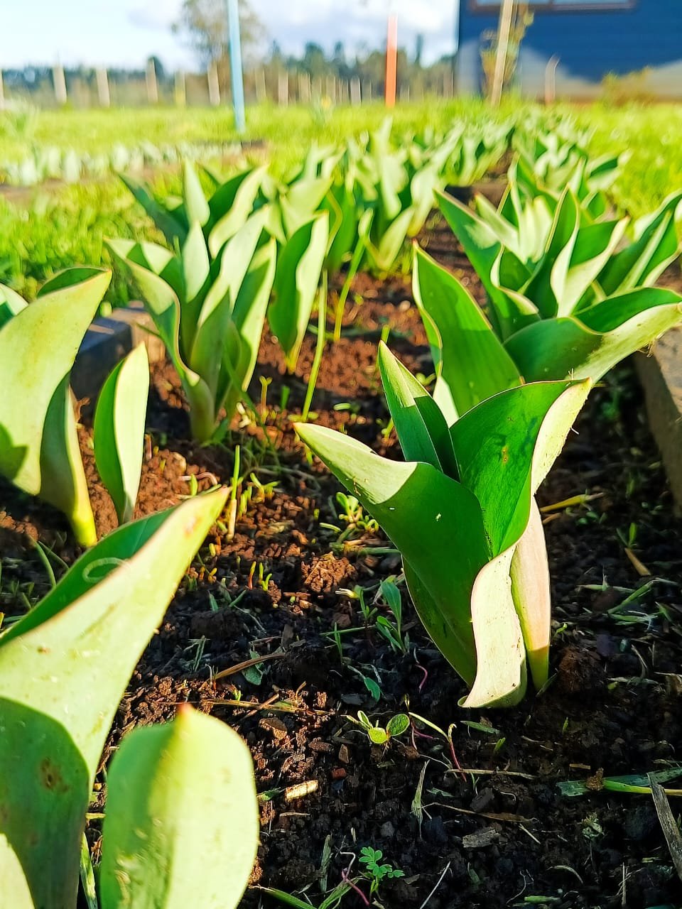 Brotes de tulipán emergiendo de la tierra
