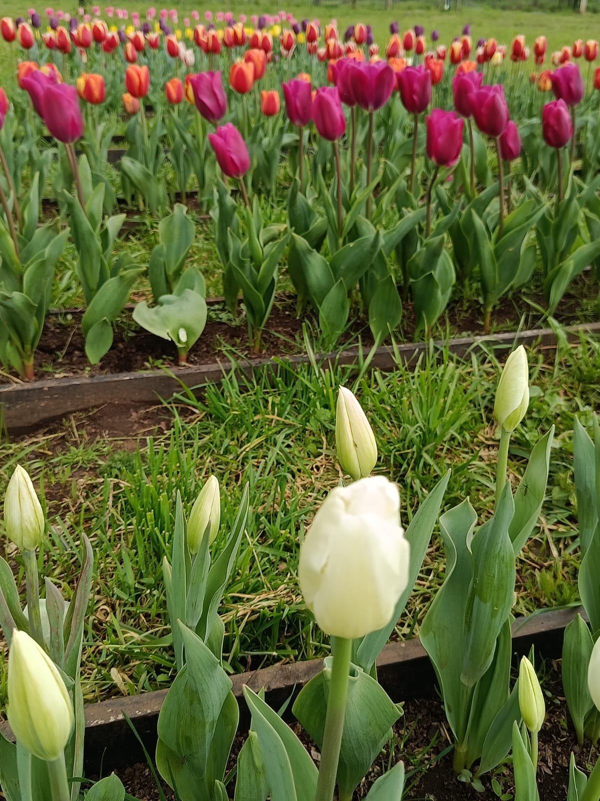 Campo de tulipanes de colores: morado, naranja, blanco y rojo